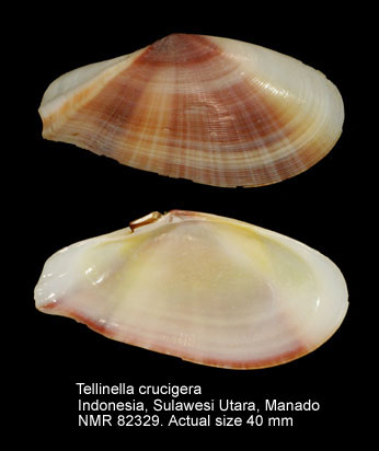 Tellinella crucigera (2).jpg - Tellinella crucigera (Lamarck,1818)